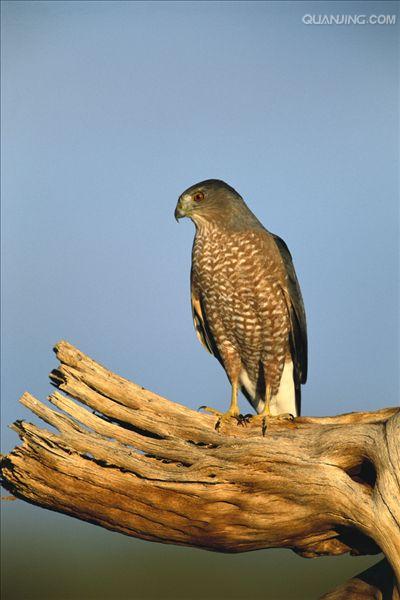  p>鸡鹰,accipiter cooperii (bonaparte, 1828),隼形目,鹰科,鹰属的