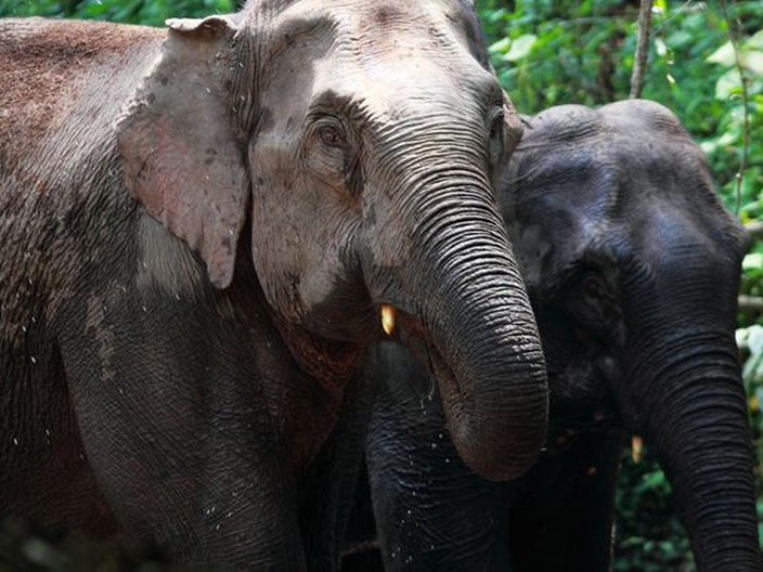  p>美洲乳齿象(mammut americanum)是北美洲已灭绝的乳齿象,其化石