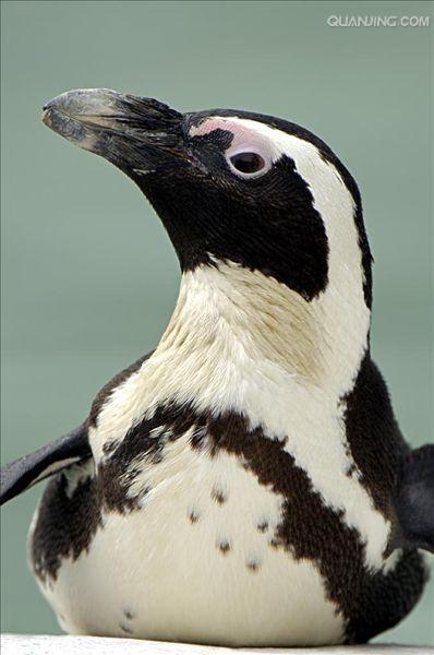  p>斑嘴环企鹅(学名: i>spheniscus demersus /i>):是鸟纲,企鹅科,环