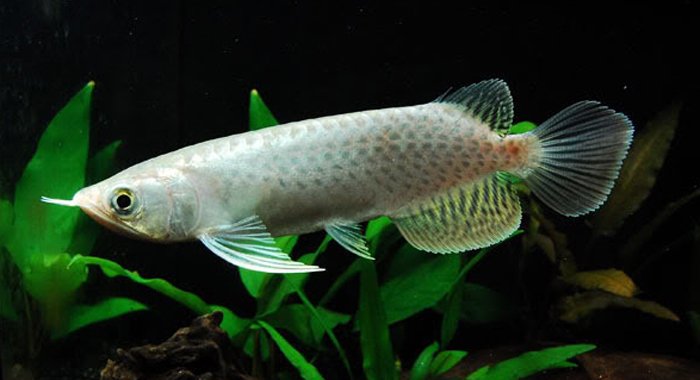  p>美丽硬仆骨舌鱼(学名: i>scleropages formosus /i>):又名 a