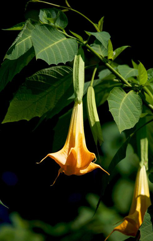 曼陀罗属(曼陀罗属于什么果实类型)