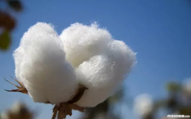 是锦葵科,棉属植物.