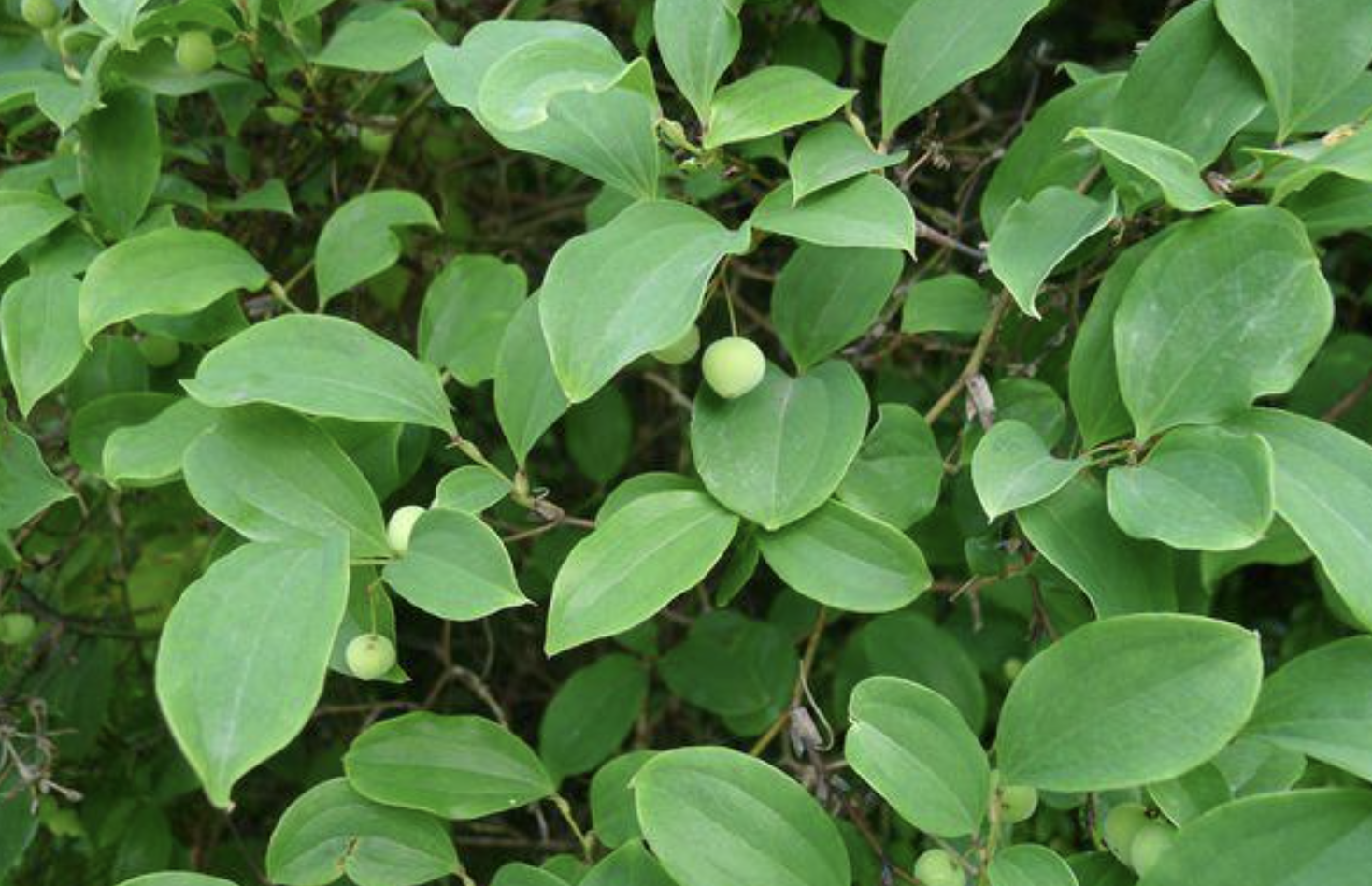  p>菱叶菝葜(学名: i>smilax hayatae t.