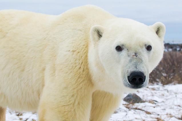 北极熊