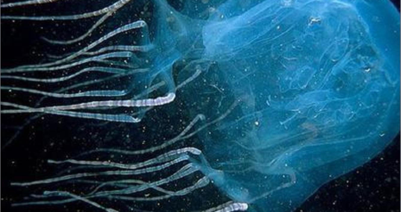 australian box jellyfish