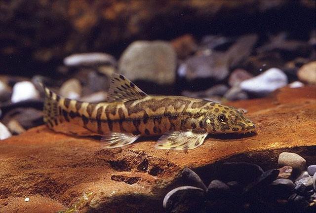  p>台湾缨口鳅, i>crossostoma lacustre  /i>(steindachner, 1908), 