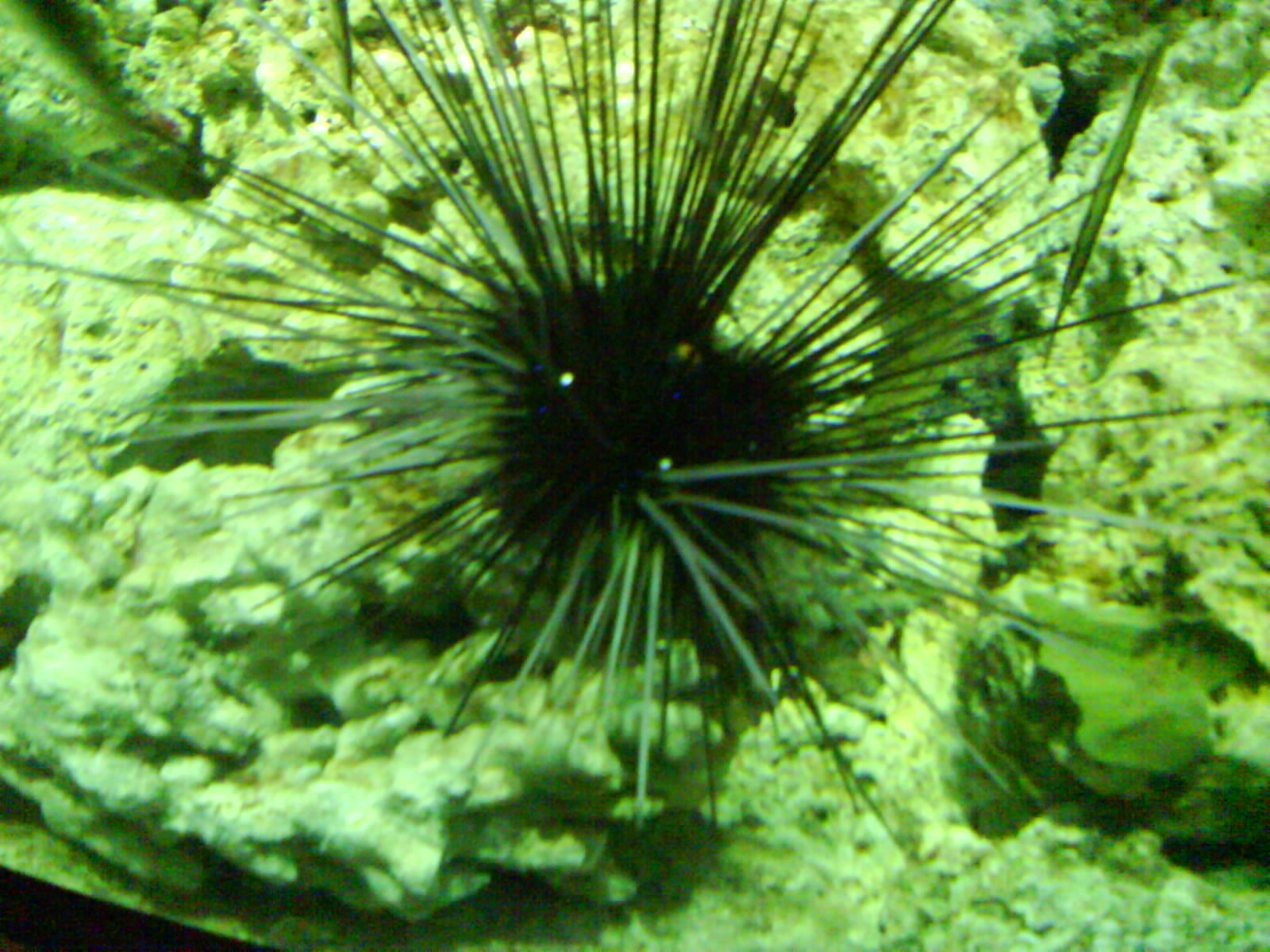 动物门(echinodermata)是一类 a target="_blank" href="/item/后口