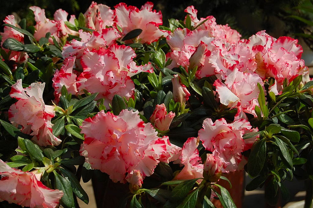  p>西洋杜鹃(学名: i>rhododendron hybridum  /i>ker gawl.