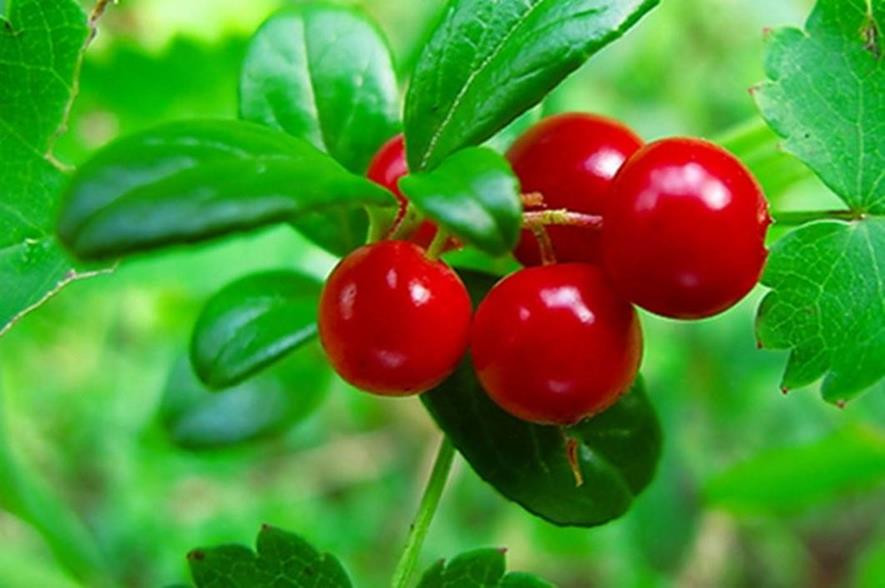  p>熊果又名熊葡萄,熊莓,紫林,是杜鹃花科熊果属的一种植物.