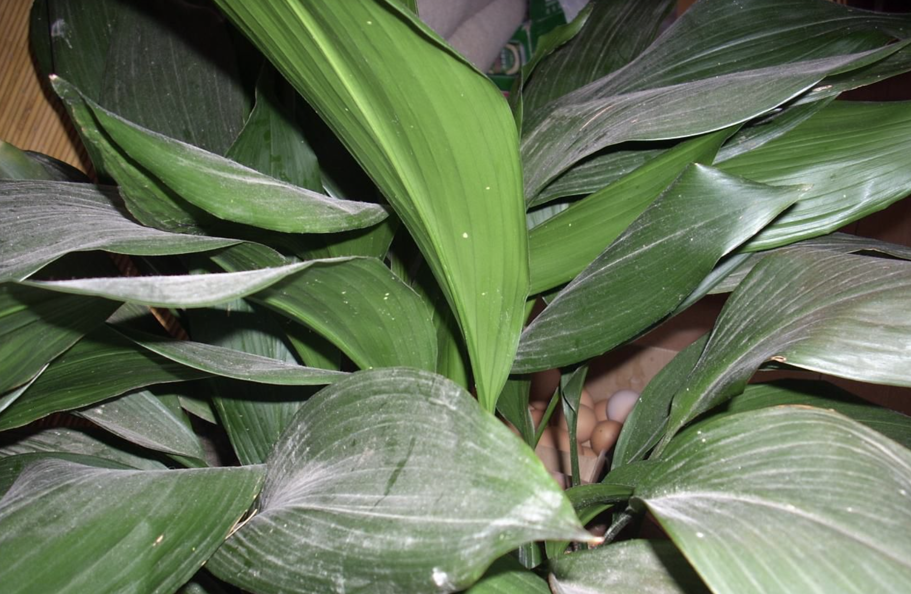 c. how)是百合科蜘蛛抱蛋属植物,根状茎粗壮.