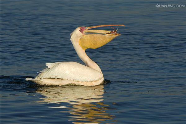  p>白鹈鹕(学名: i>pelecanus onocrotalus /i>),俗名又称 a target="