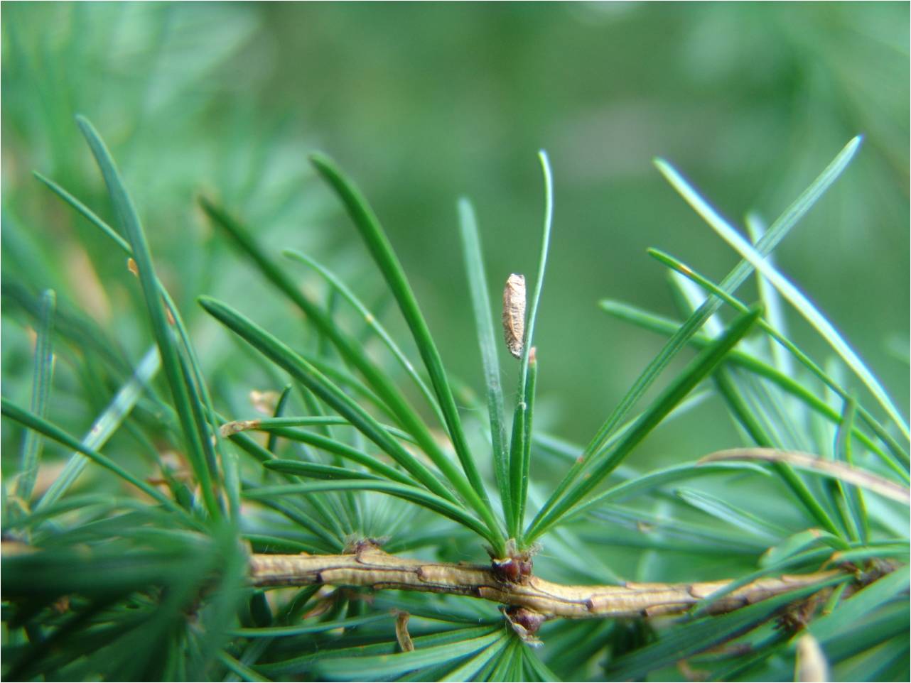 id="1534992">鳞翅目 /a> a target="_blank" href="/item/鞘蛾科/3