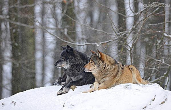  p>苔原狼 i>(学名:canis lupus albus) /i>是灰狼的一个亚种,属于