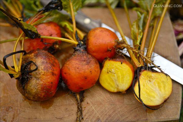  p>甜菜(学名: i>beta vulgaris /i> l.