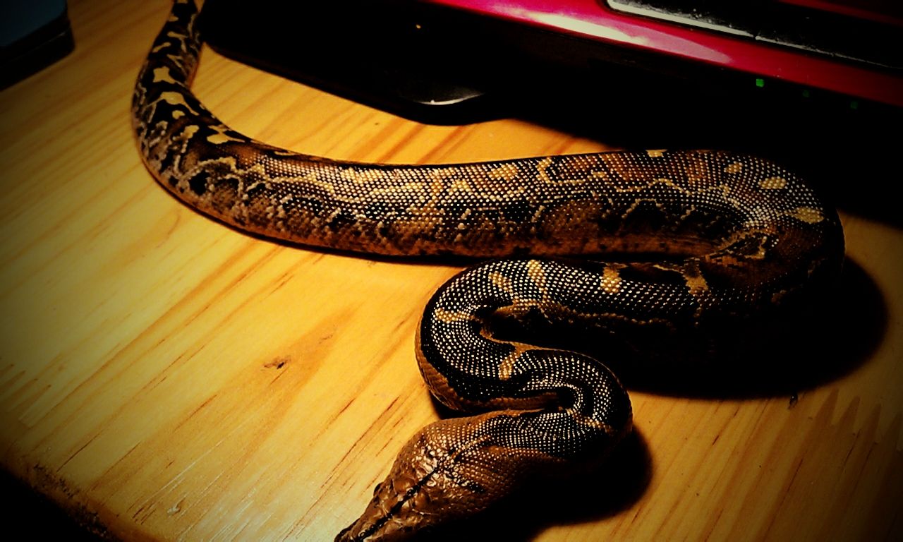  p>血蟒(学名:python curtus)是 a href="#">蛇亚目 /a> a href="#">