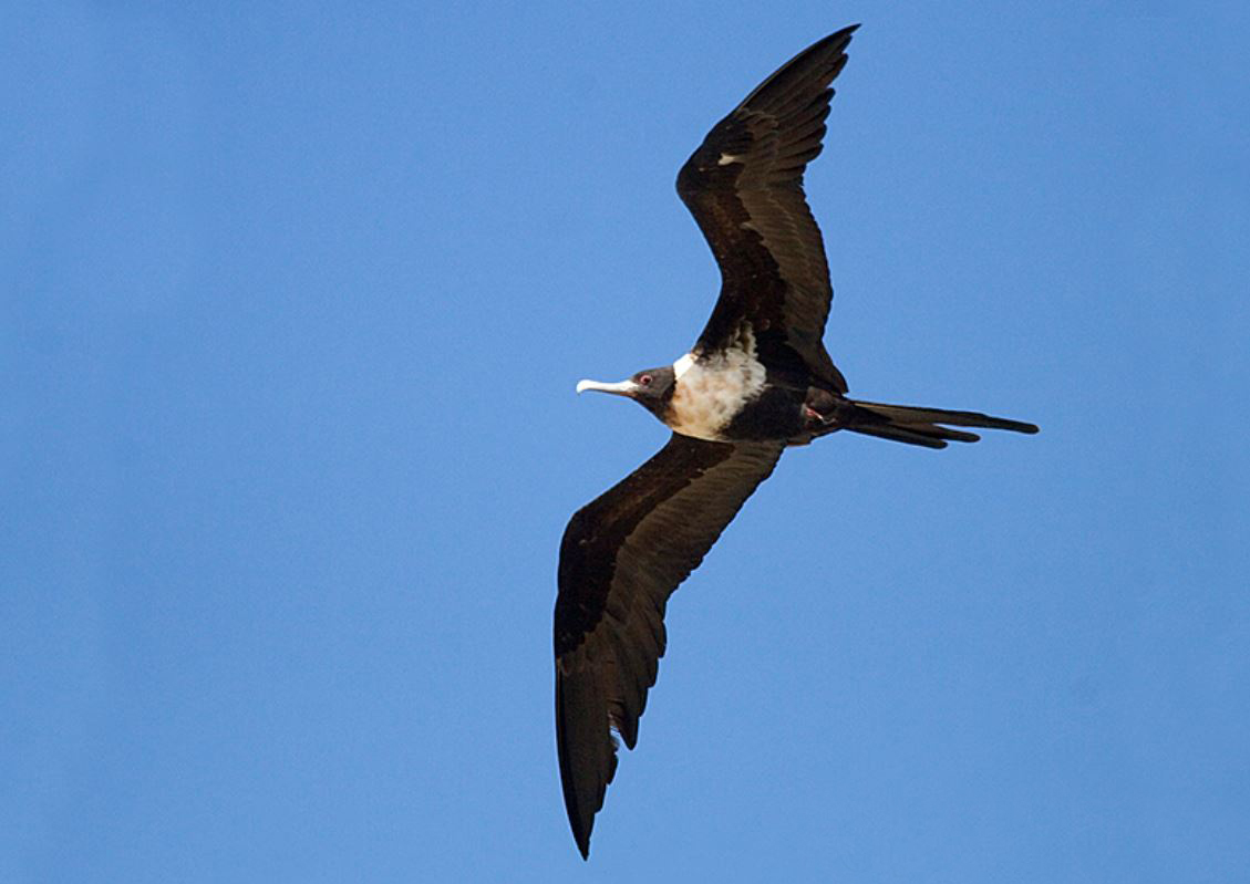  p>白斑军舰鸟(学名: i>fregata ariel /i>):大型海鸟,体重63-96克,体