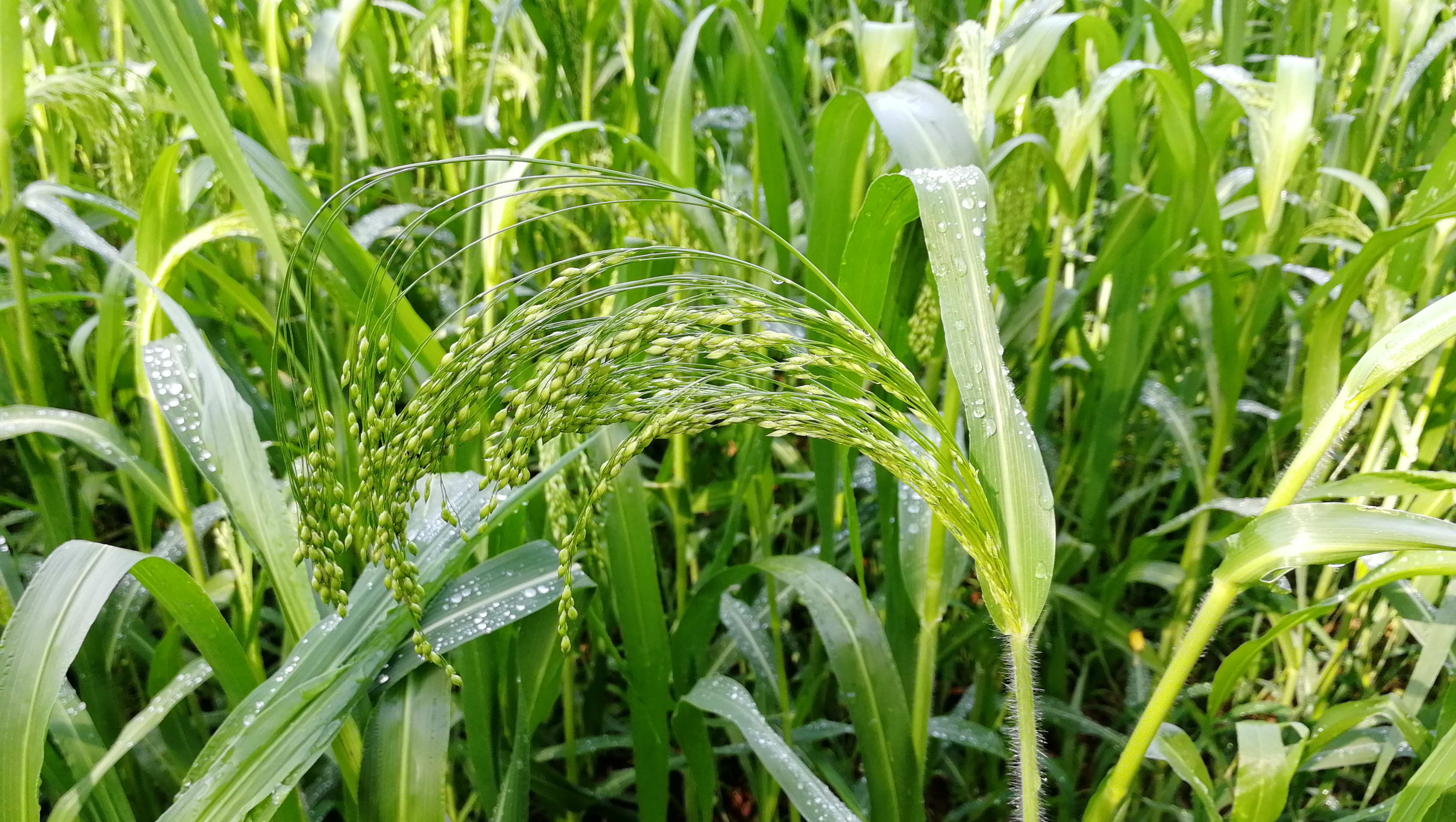  p>庄稼是一个汉语词汇,意思是指 a target="_blank" href="/item