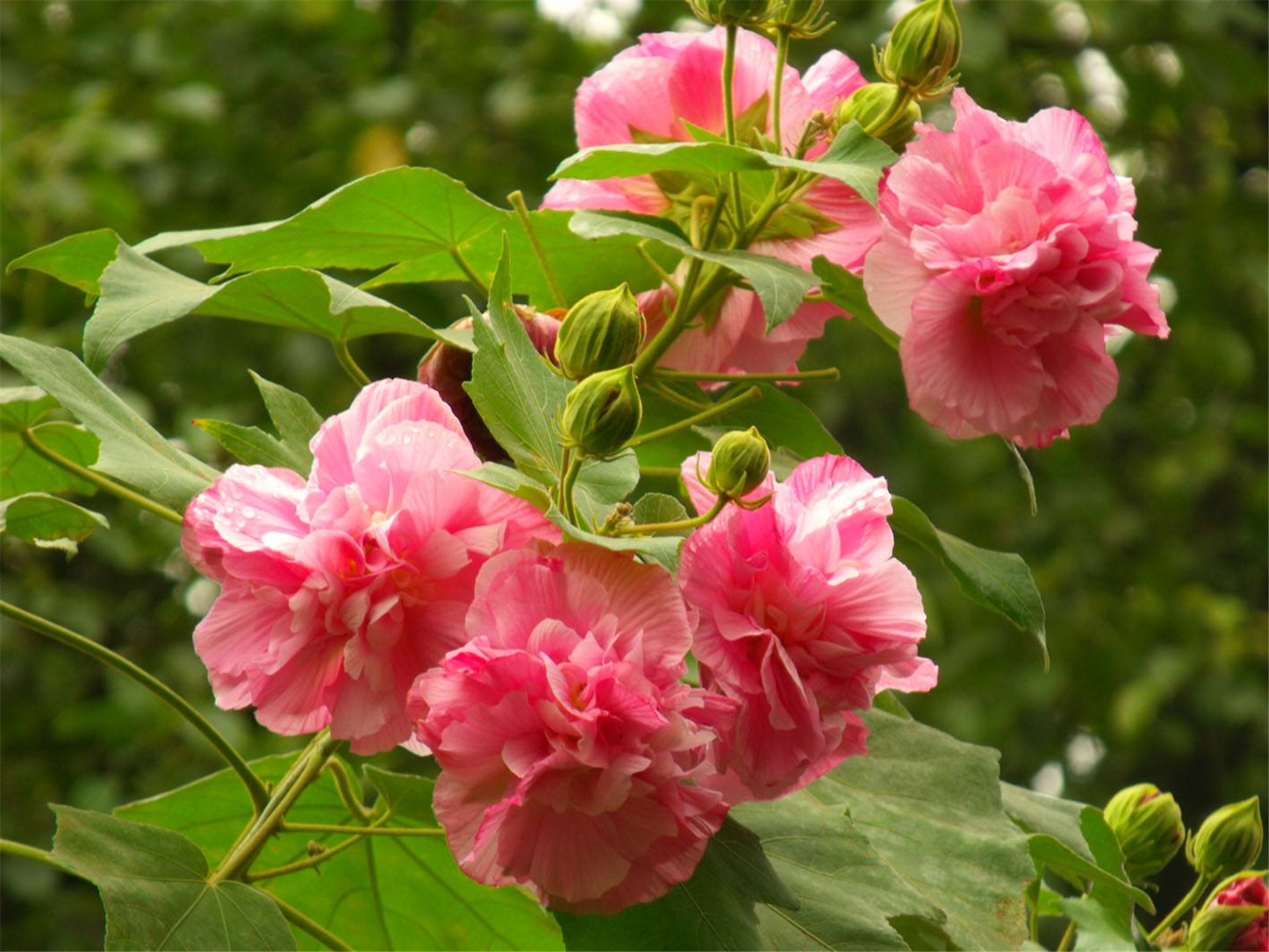  p>木芙蓉( i>hibiscus mutabilis /i> linn.
