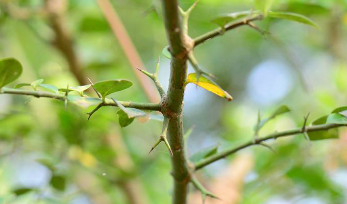  p>假虎刺(学名:carissa spinarum)是 a href="#" data-lemmaid="