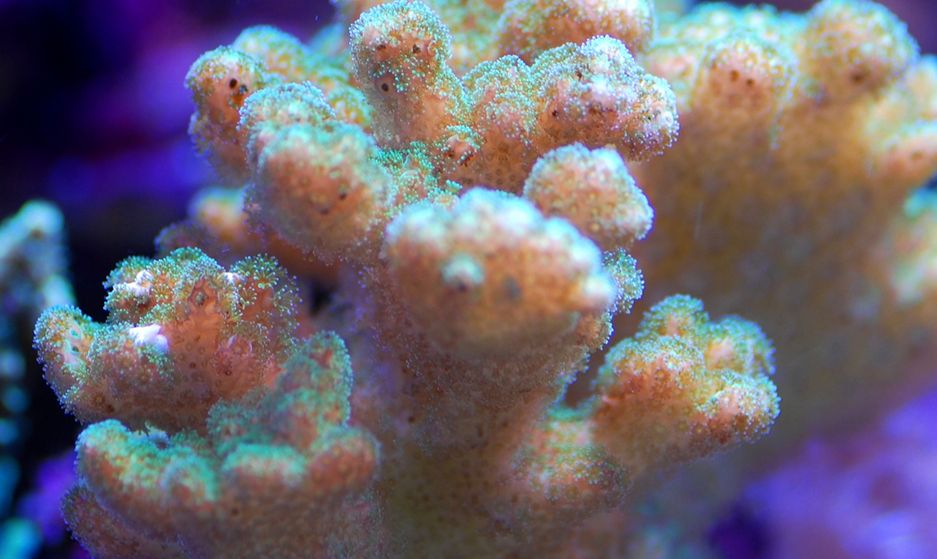  p>鹿角杯形珊瑚(学名: i>pocillopora damicornis /i>):是珊瑚纲,杯