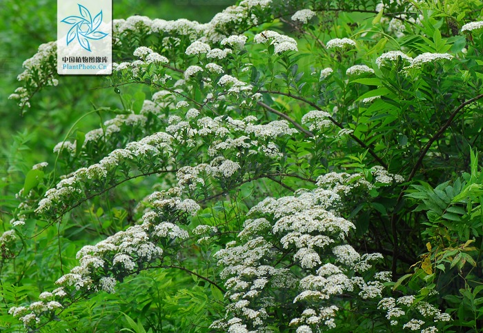  p>绢毛绣线菊(学名: i>spiraea sericea /i> turcz.