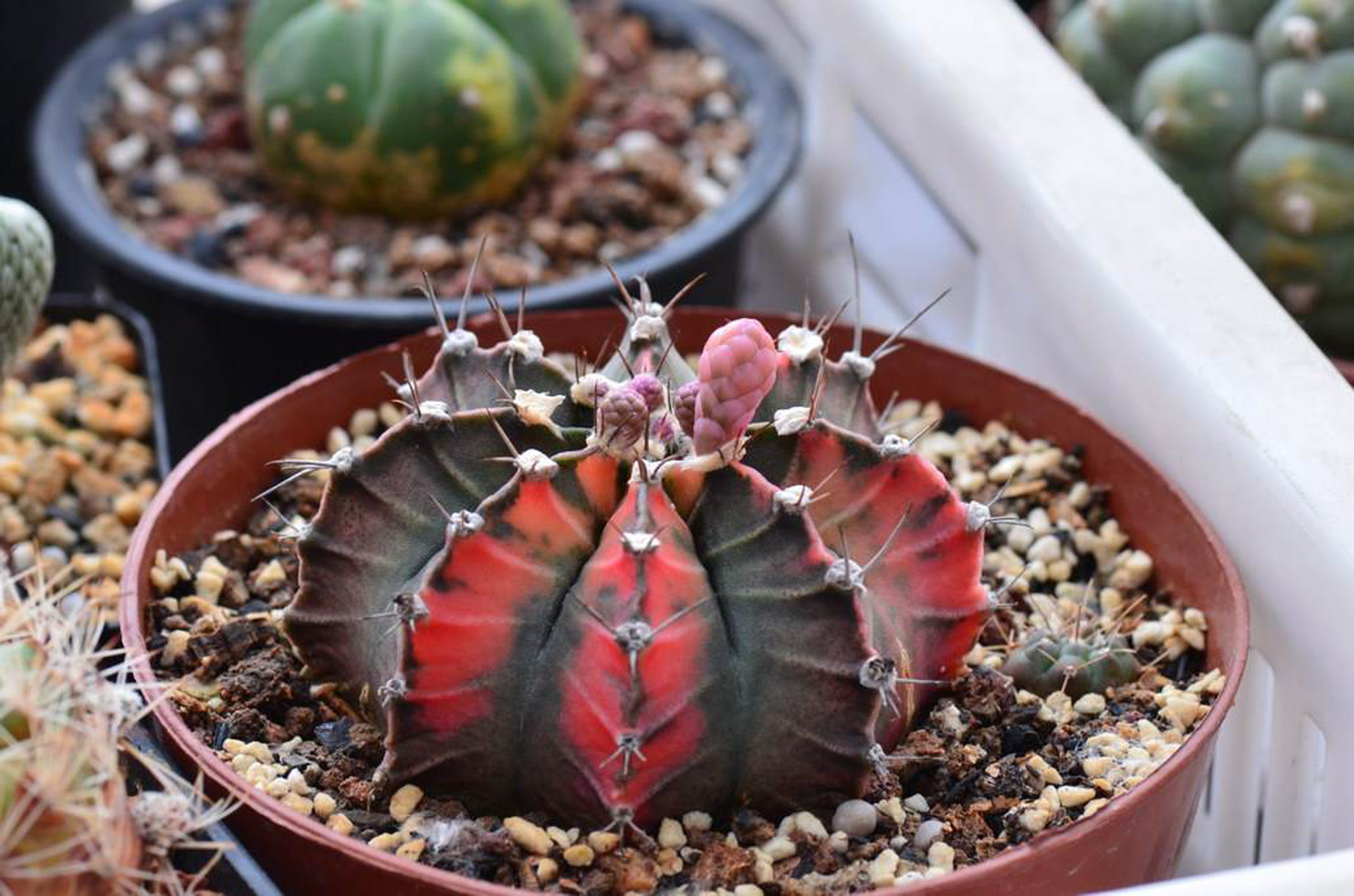  p>绯牡丹(学名: i>gymnocalycium /i>  i>mihanovichii /i> (fri