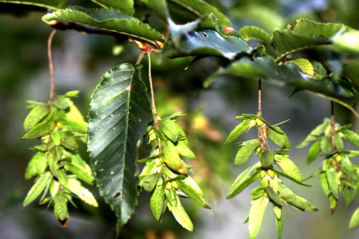  p>天台鹅耳枥(学名: i>carpinus tientaiensis /i> cheng)是桦木科鹅