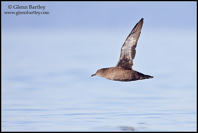 sooty shearwater