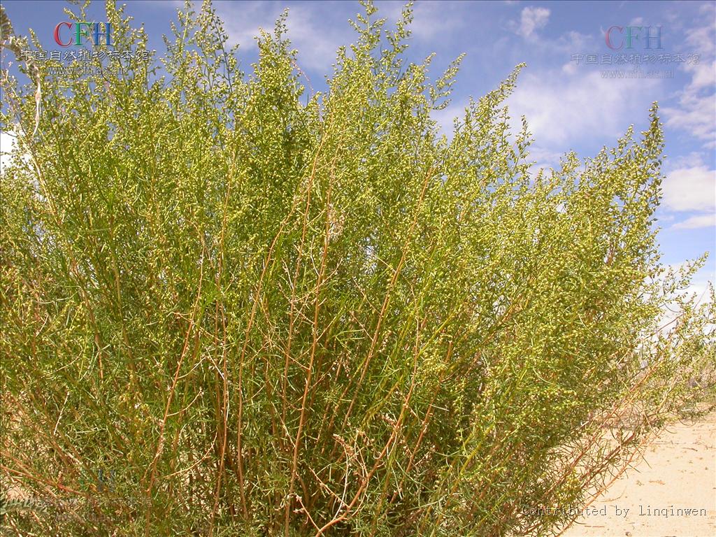  p> b>沙蒿 /b>(学名: i> i>artemisia desertorum /i>  /i>spreng.