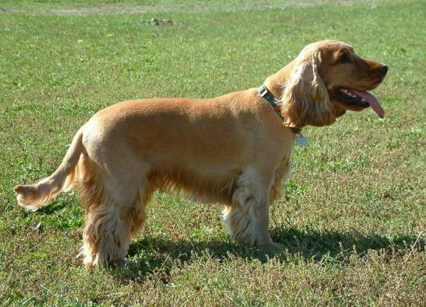 english cocker spaniel)又称 a href="#">确架獚 /a>, a href="#"