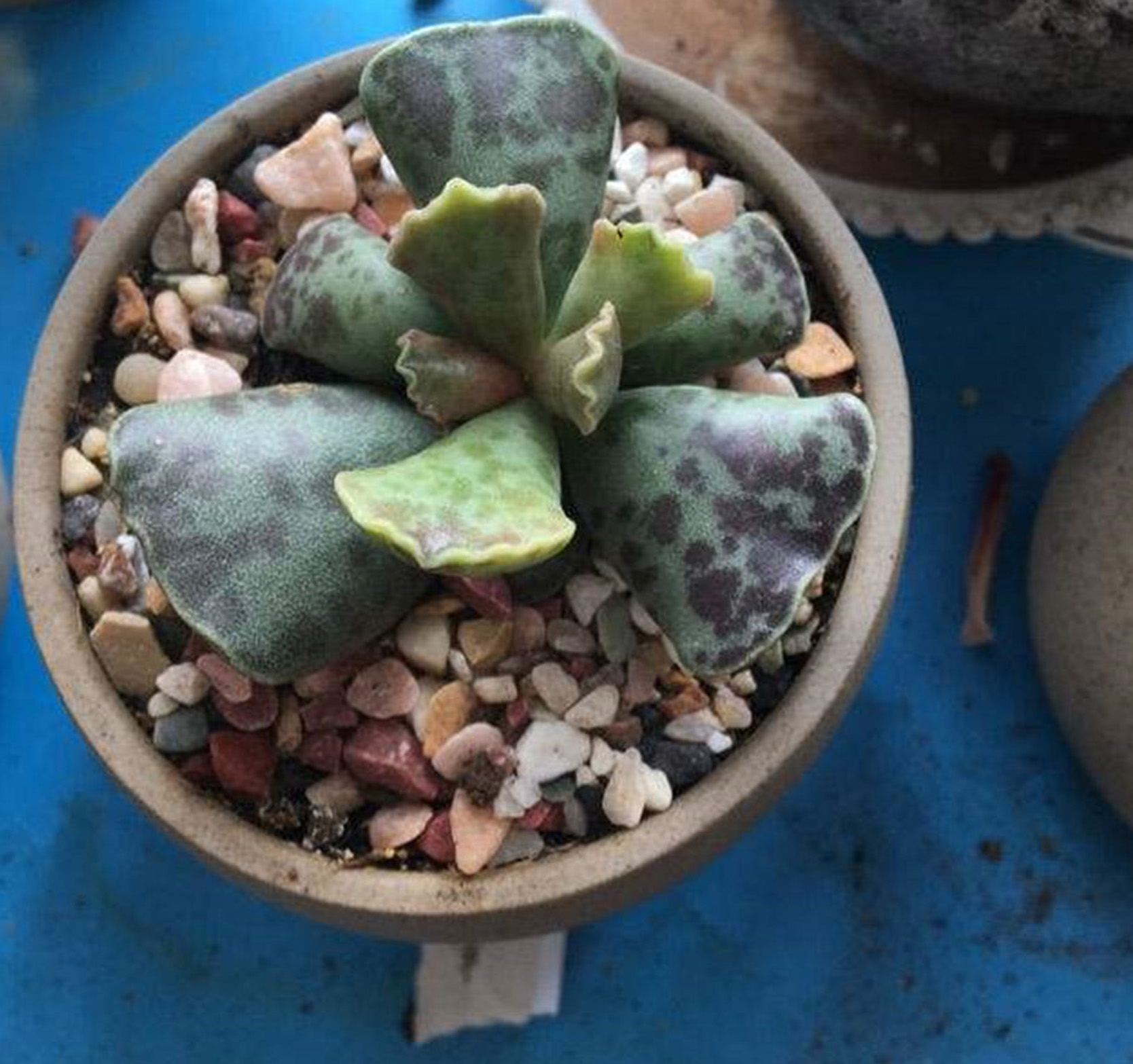  p>库珀天锦章(学名: i>adromischus cooperi  /i>(baker)  a.