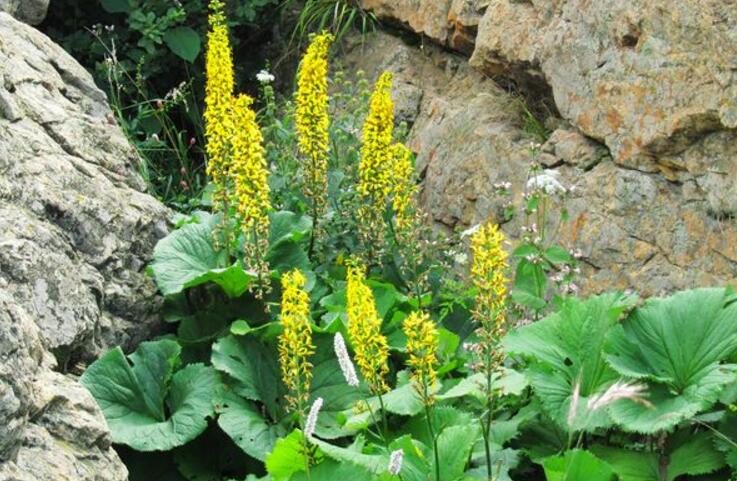 ligularia vellerea