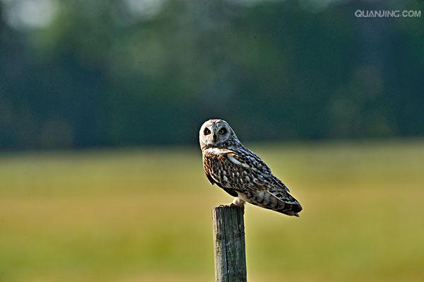 short-eared owl