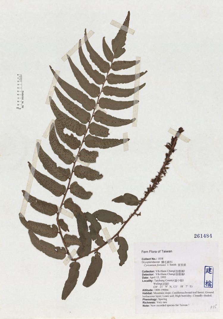  p>披针新月蕨植株高1-2米.