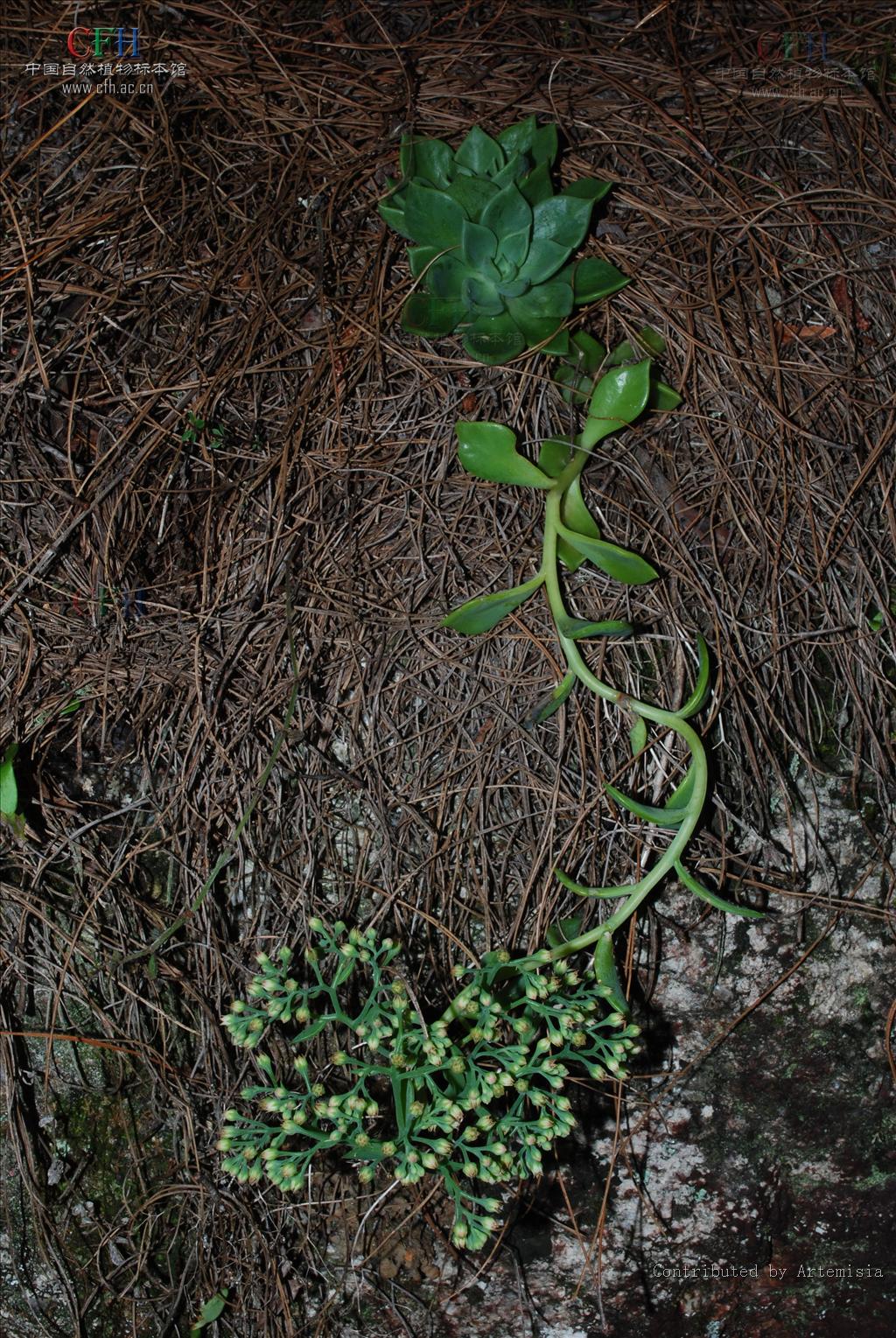  p>绿花石莲( i>sinocrassula indica /i> var.