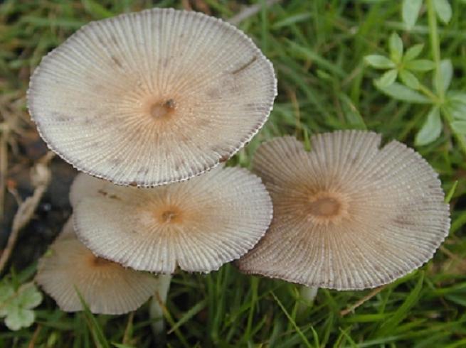 褶菌科 - 概述 裂褶菌科(schizophyllaceae)是担子菌门下伞菌目的一科