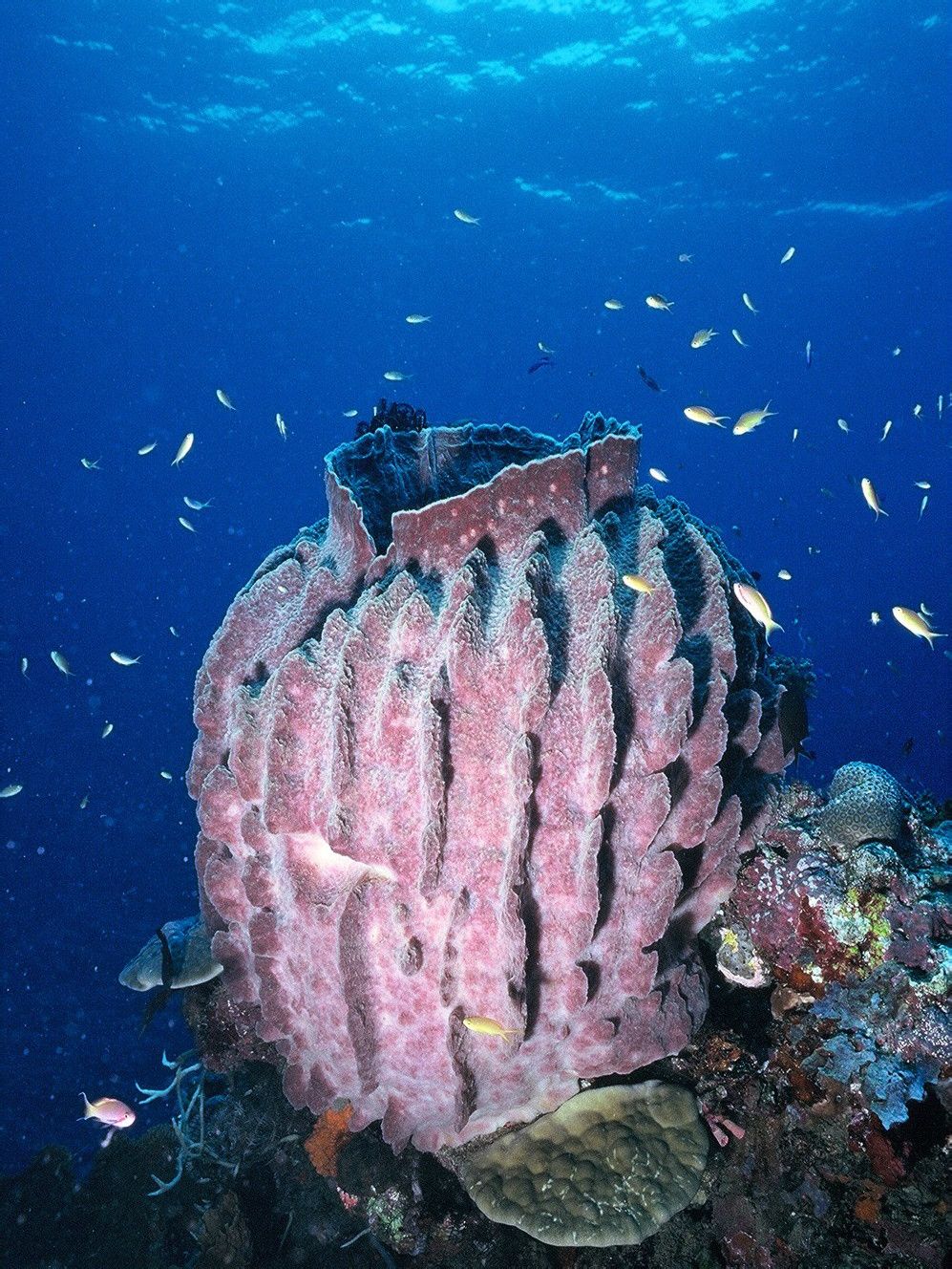 《 a href="#" data-lemmaid="9325862">海洋星球 /a>》planet ocean