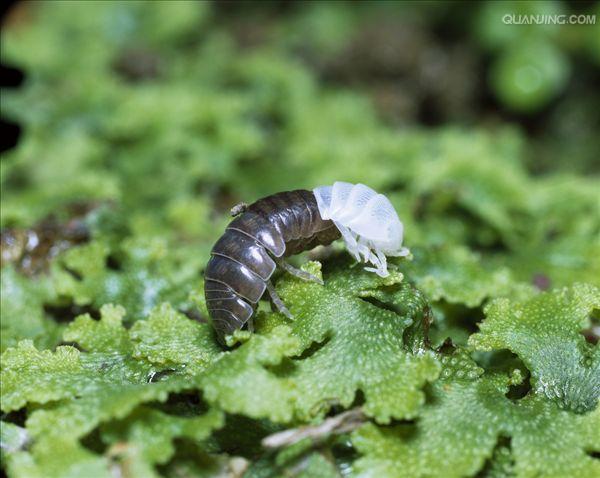  p>鼠妇又名鼠负,负蟠,鼠姑,鼠黏,地虱等,是甲壳纲(crustacea)等足目