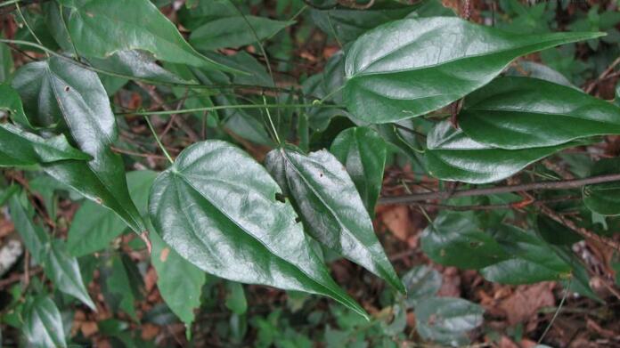  p>防己科(学名:menispermaceae)是 a href="#">毛茛目 /a>下的一个科