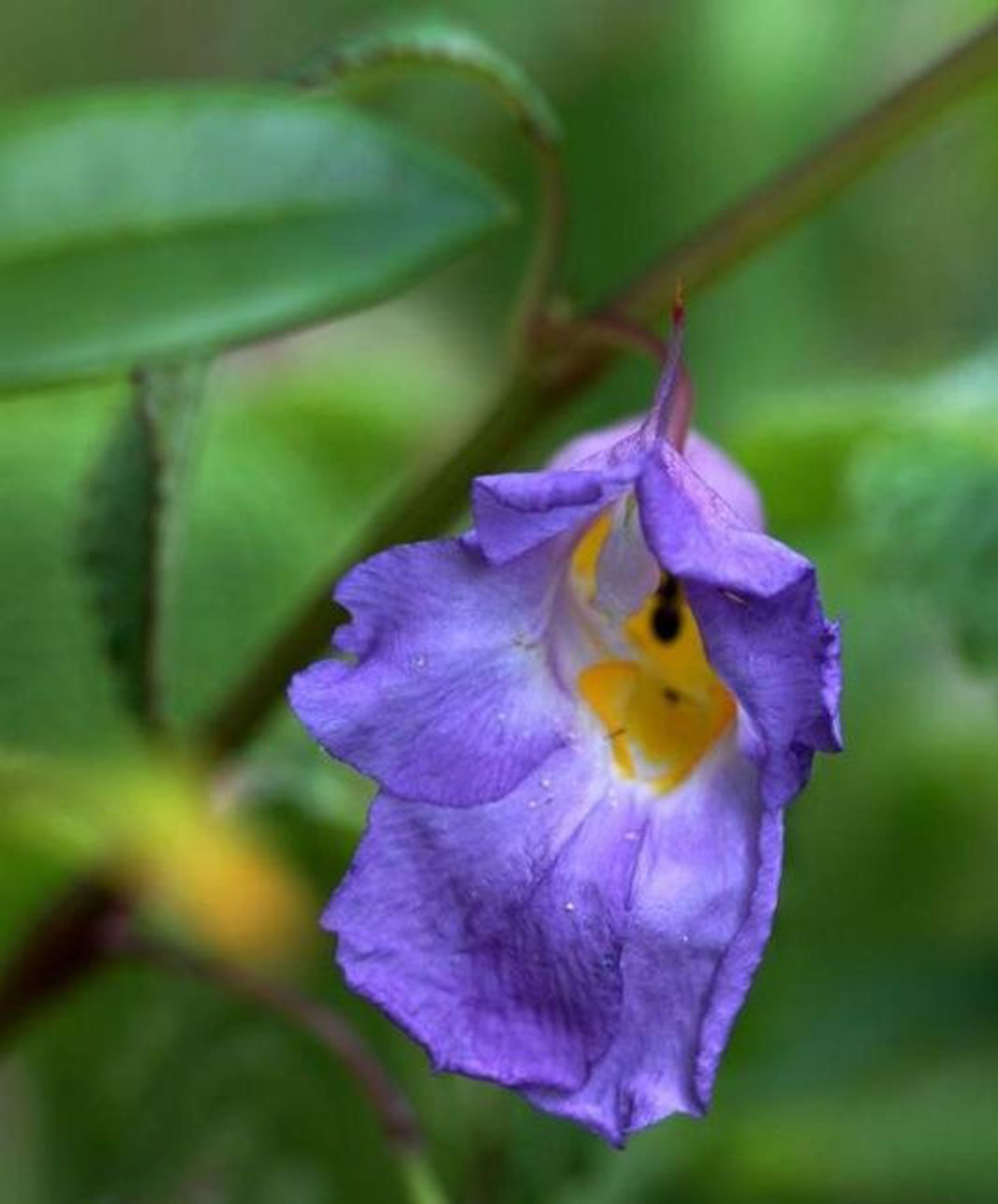  p>蓝钻凤仙花(blue diamond impatien,学名impatiens namchabarwe