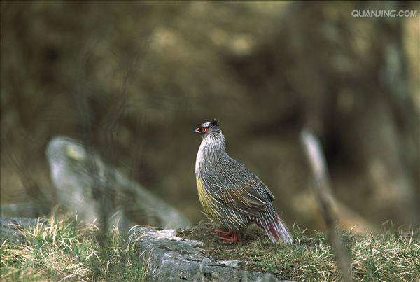  p>血雉(学名: i>ithaginis cruentus /i>)雉科血雉属鸟类,别名血鸡