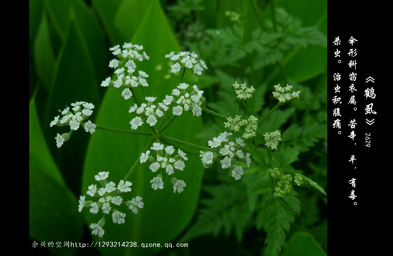 为伞形科植物窃衣 i>torilis scabra  /i>(thunb.) dc.