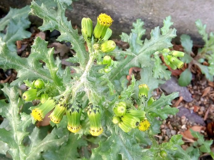  p data-id="gnbqjr982l">欧洲千里光( i>senecio vulgaris /i> l.