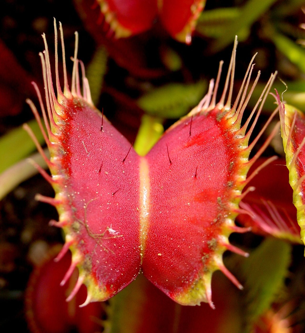  p>捕蝇草,( i>dionaea muscipula /i>),英文名称为venus flytrap,是