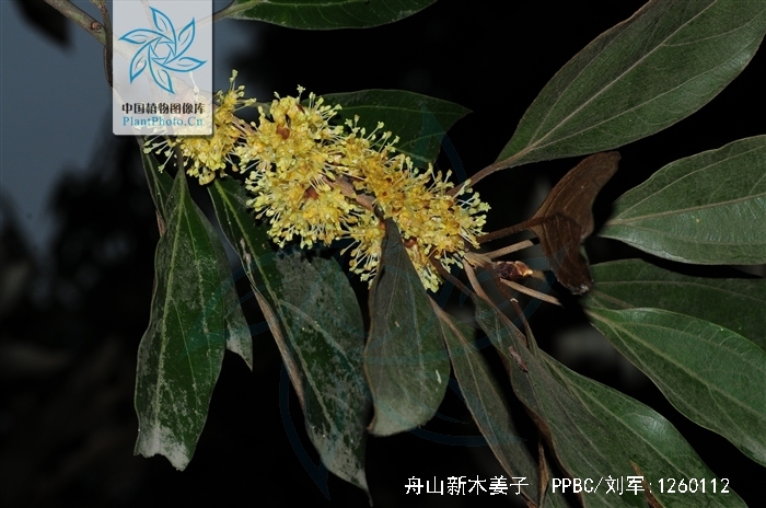  p>舟山新木姜子(学名: i>neolitsea sericea /i> (bl.) koidz.
