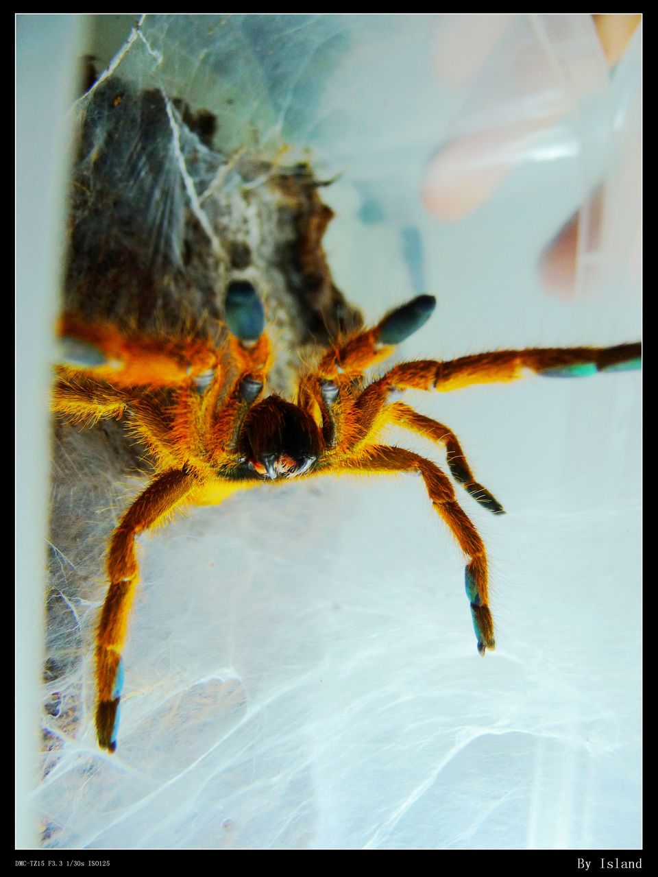 a>内公认的最大体型的 a target="_blank" href="/item/蜘蛛">蜘蛛 