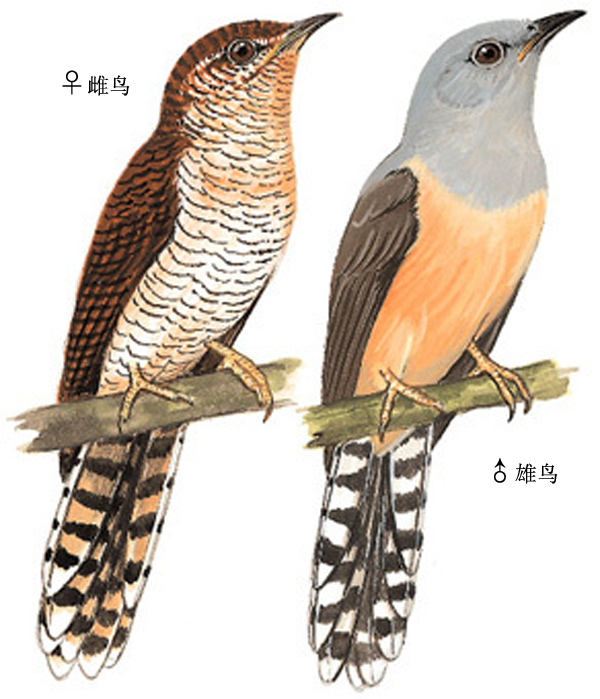 data-ctrid="thobnkcozqci">八声杜鹃,是鹃形目杜鹃科八声杜鹃属鸟类