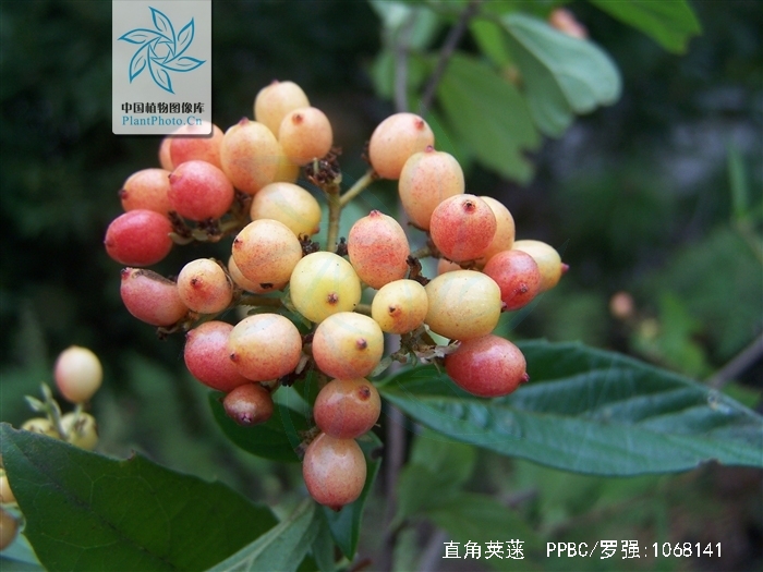  p>直角荚蒾是 a target="_blank" href="/item/臭荚蒾/8915382" data