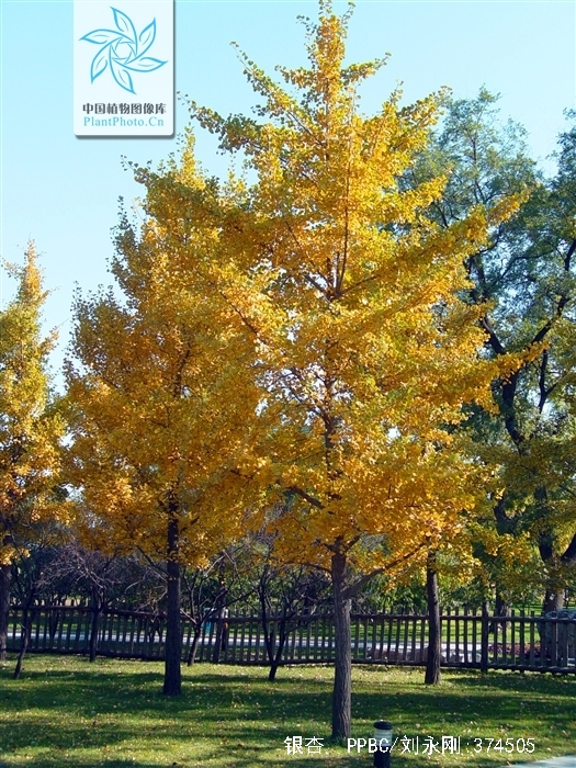 银杏