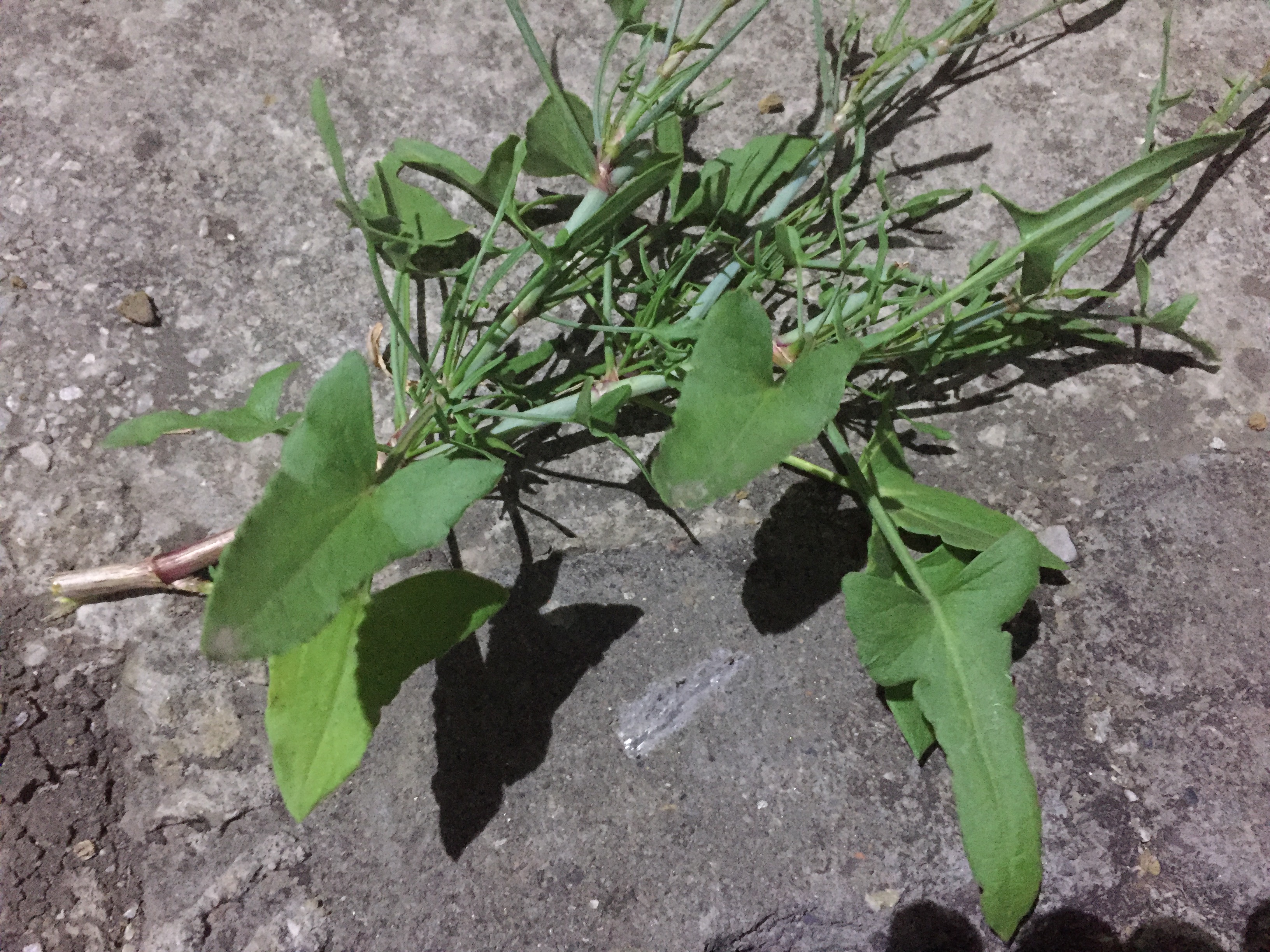  p>戟叶酸模,灌木植物,高50-90厘米.茎多分枝,老技木质.叶互生或簇生.